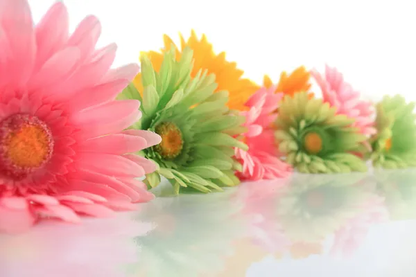 Colorful gerberas — Stock Photo, Image