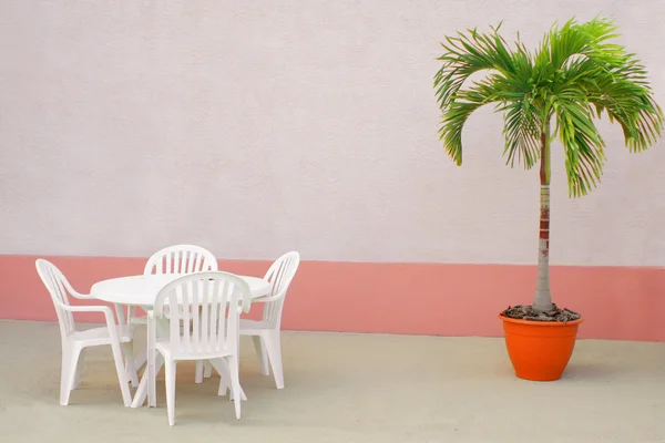 Palm en stoelen — Stockfoto