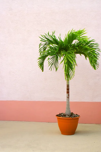 Potted palm tree — Stock Photo, Image