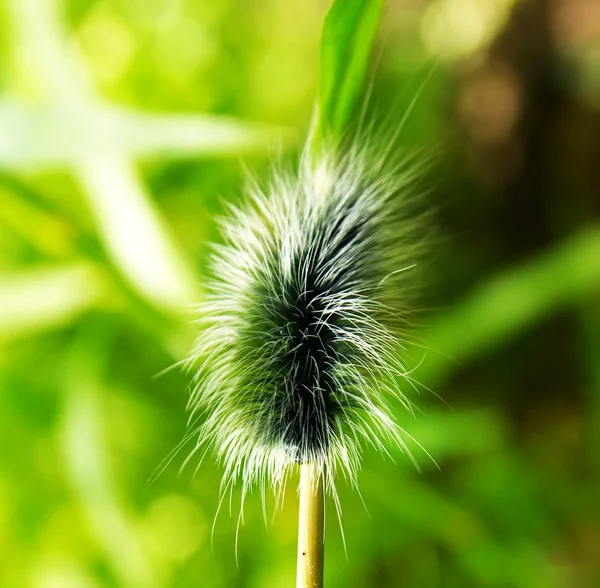 Shaggy jätte caterpillar. — Stockfoto