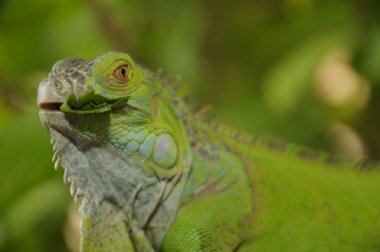 Iguana