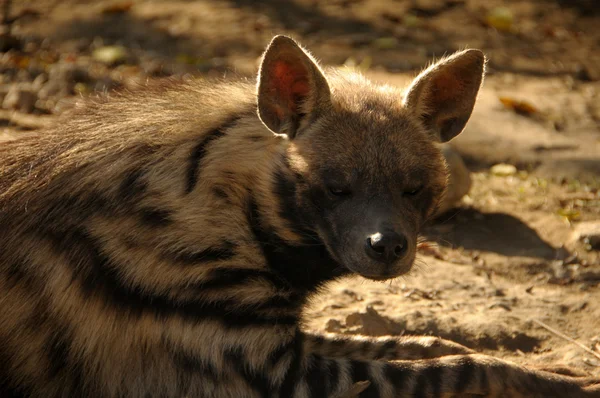 stock image Hyena