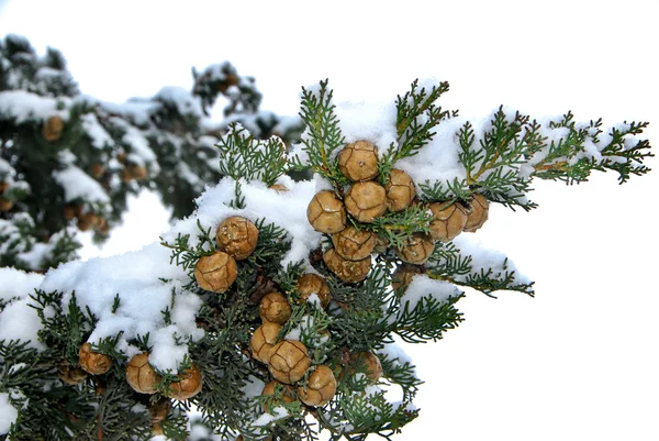 stock image Fur-tree