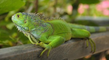 Iguana