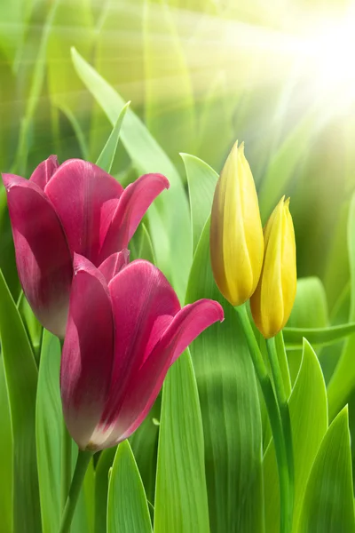 Flowers tulips sun — Stock Photo, Image