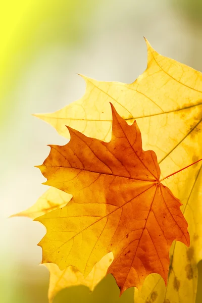 秋の木カエデを葉します。 — ストック写真