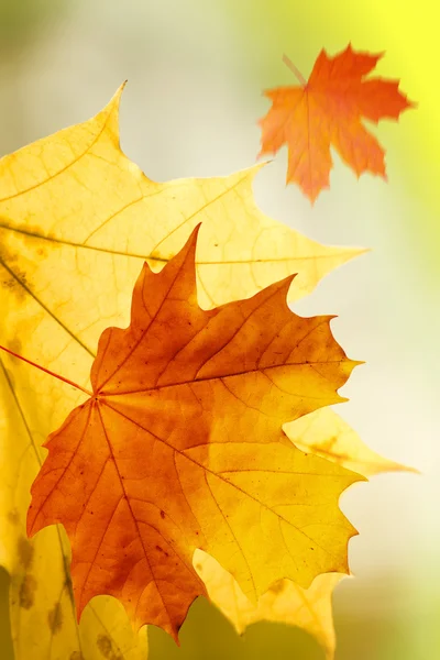 秋の木カエデの葉落ちた — ストック写真