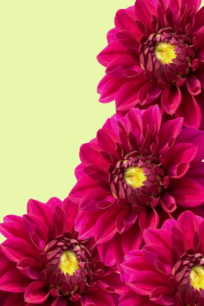 Virágok pünkösdi rózsa — Stock Fotó
