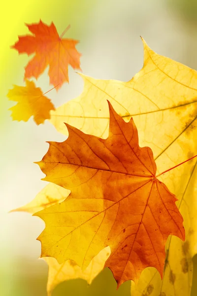 Autumn leaves tree maple fallen — Stock Photo, Image