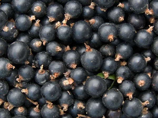 Beeren, schwarze Johannisbeere — Stockfoto