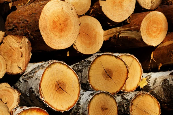 Snijden van boom pine berk — Stockfoto