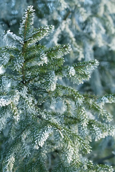 Baum Tanne Holz Winter — Stockfoto