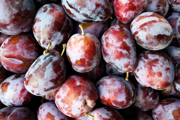 Ameixas de frutas maduras — Fotografia de Stock