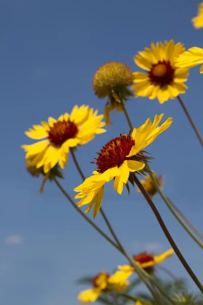 Blommor gula kronblad — Stockfoto