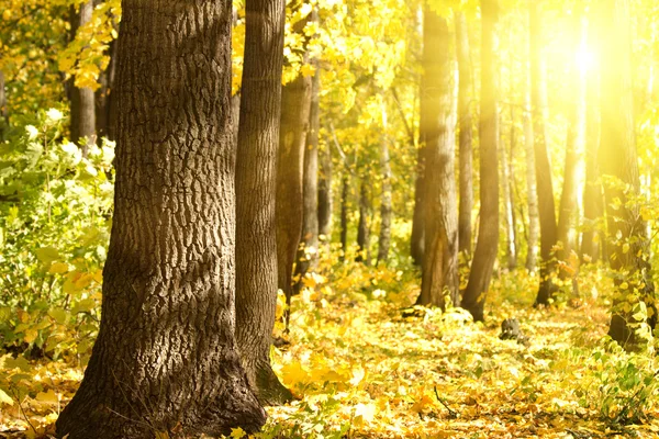 木橡木太阳 — 图库照片