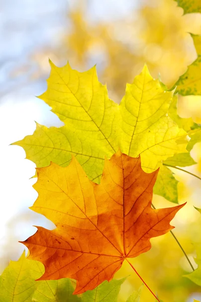 Feuilles érable arbre automne — Photo