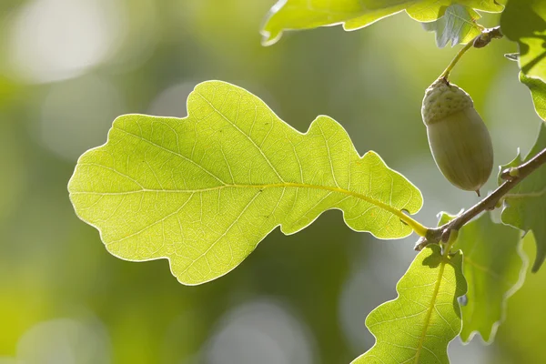 Листья дуба — стоковое фото