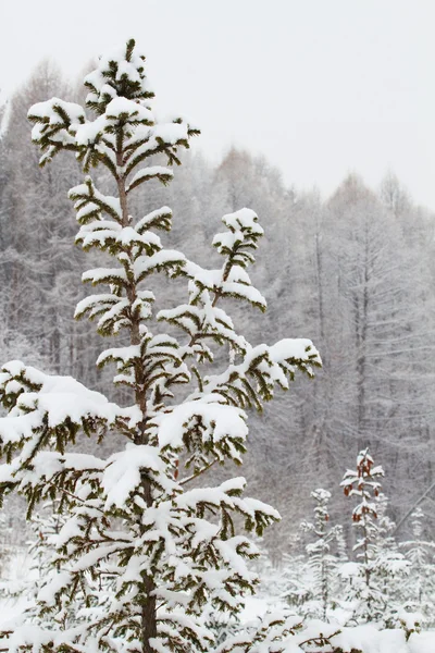 Дерево зима — стоковое фото