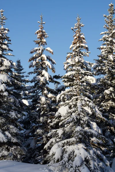 Сніг Дерево — стокове фото