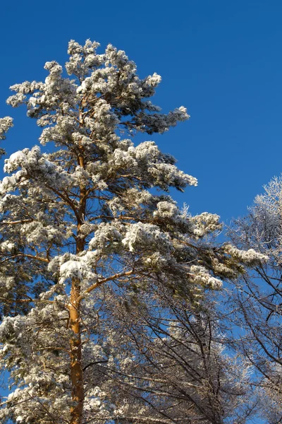 Drzewo sosnowe śnieg — Zdjęcie stockowe