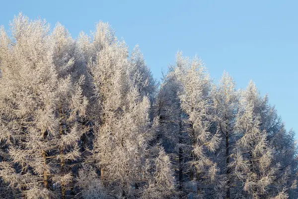 Ahşap Ağaç Kış — Stok fotoğraf