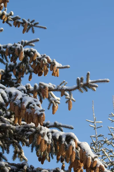 Дерева конуси гілки хвойні — стокове фото