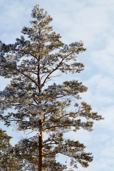 Strom borovice jehličnanů — Stock fotografie