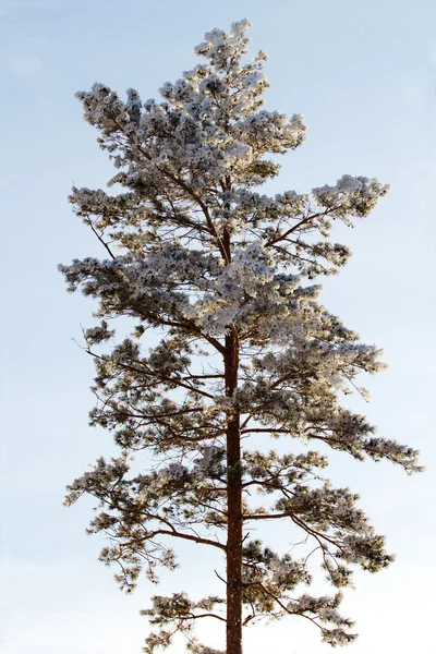 Árbol pino invierno — Foto de Stock