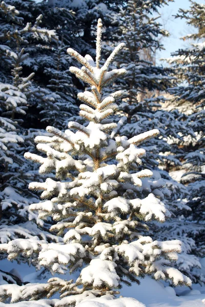 Baum Schnee Winter Holz — Stockfoto