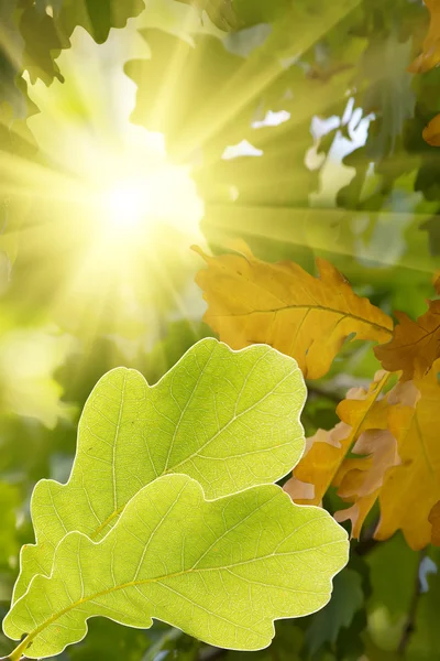 Leaves Tree Oak — Stock Photo, Image