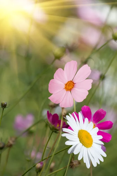 Çiçek camomiles glade — Stok fotoğraf