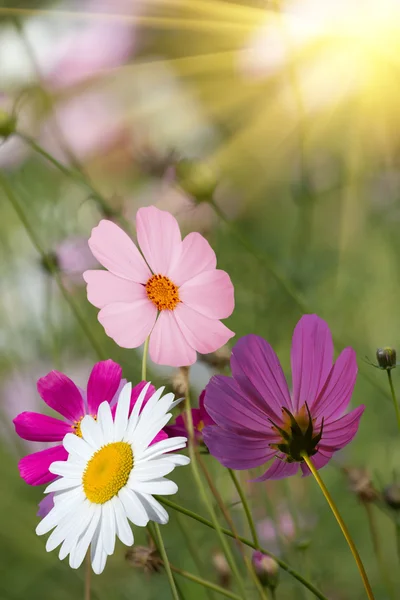 Kwiaty Camomiles Polanie — Zdjęcie stockowe