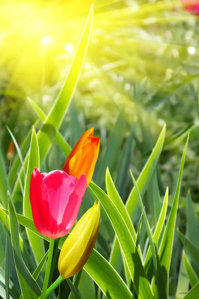 Kwiaty Tulipany — Zdjęcie stockowe