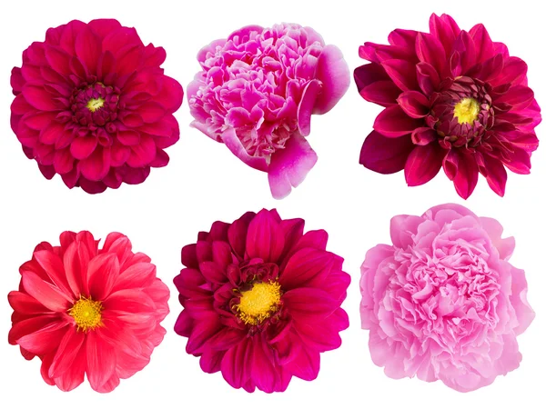 Virágok Pünkösdi Rózsa Dáliák Herbárium — Stock Fotó