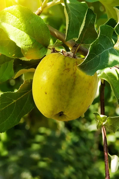 Groene appels fruitboom — Stockfoto