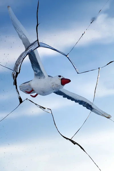 Gaviota pájaro roto vidrio — Foto de Stock