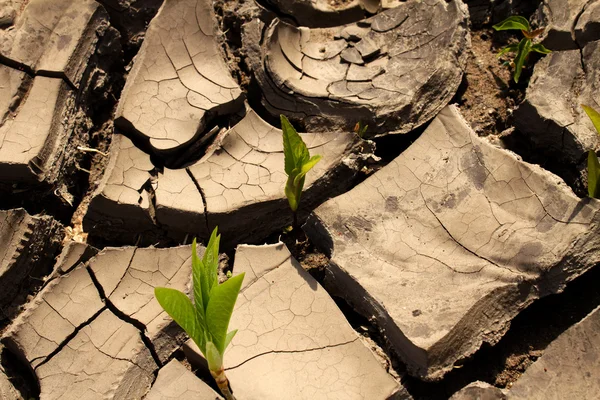 Sprosspflanze Verlässt Den Boden — Stockfoto