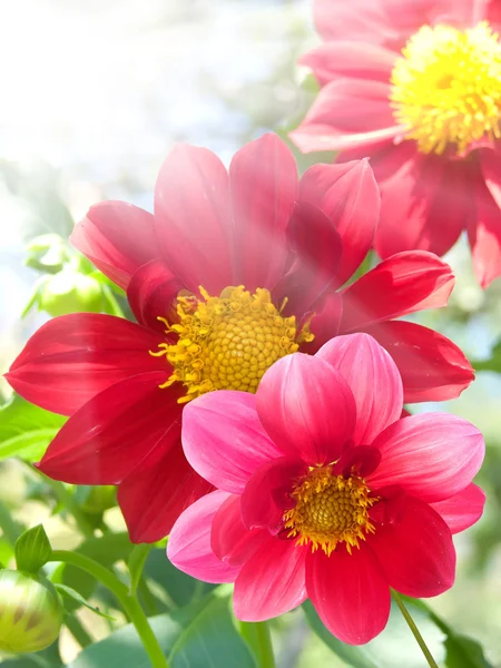 Flores pétalos rojos —  Fotos de Stock