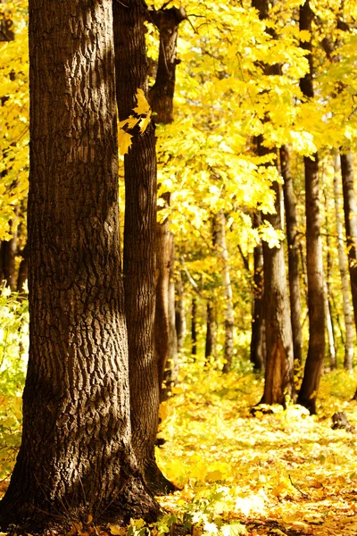 stock image Trees autumn wood