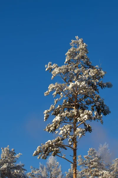 Çam ahşap ağaç — Stok fotoğraf