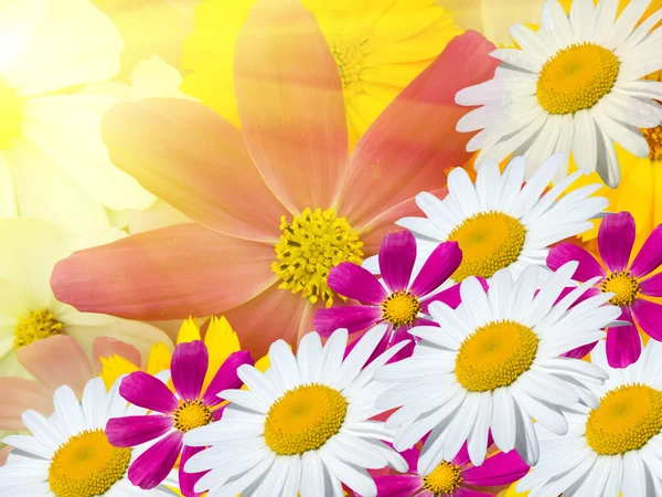 Flowers Camomiles — Stock Photo, Image