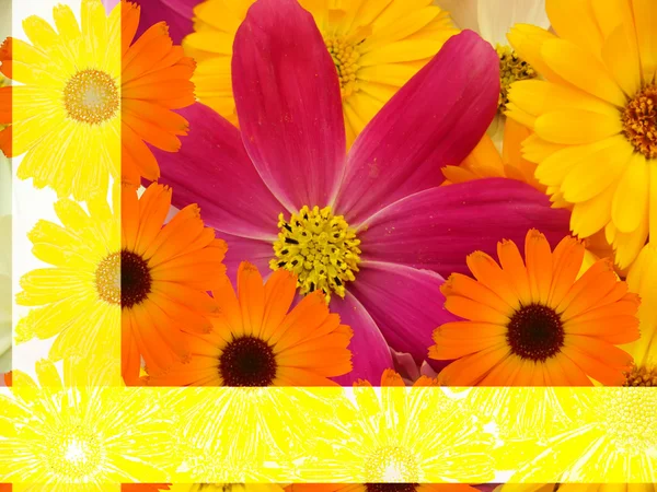 Flower chamomiles — Stock Photo, Image