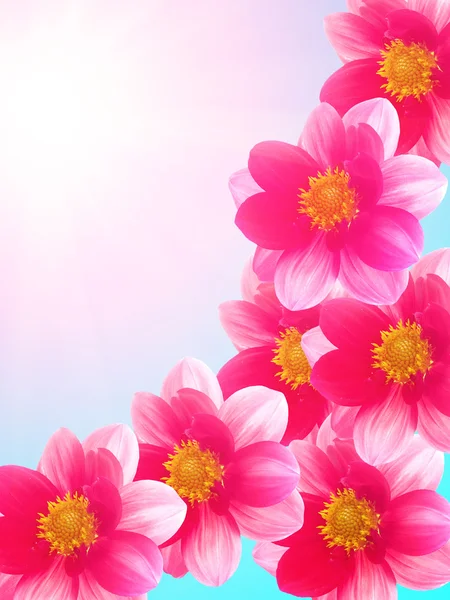 Flowers red petals flowering — Stock Photo, Image