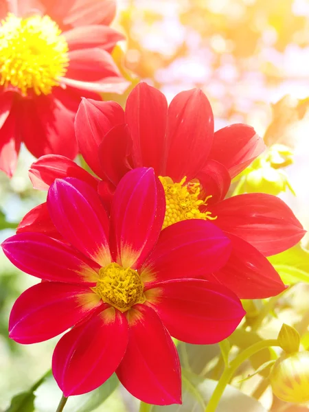 Blommor Röda Kronblad Blommande — Stockfoto