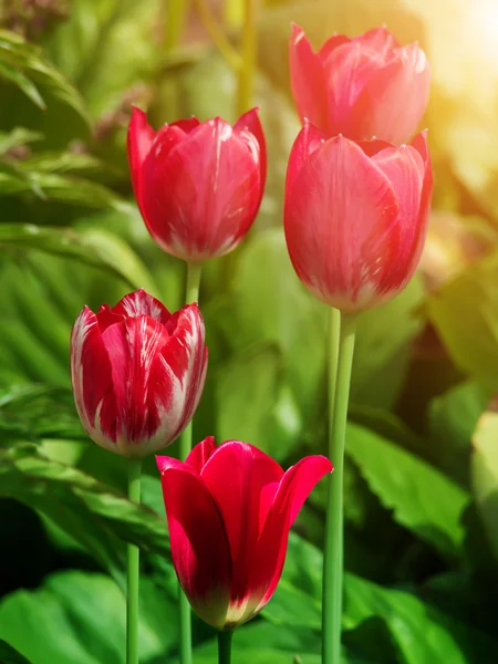 Fleurs tulipes floraison — Photo