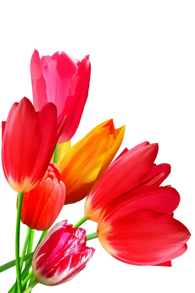 Flowers Tulips Flowering Blossoming Bouquet — Stock Photo, Image
