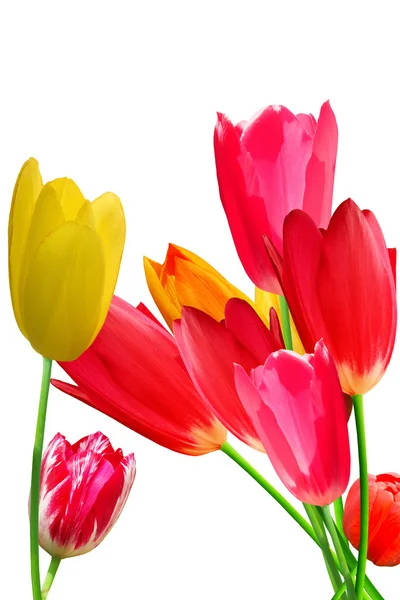 Flores tulipanes ramo de flores — Foto de Stock