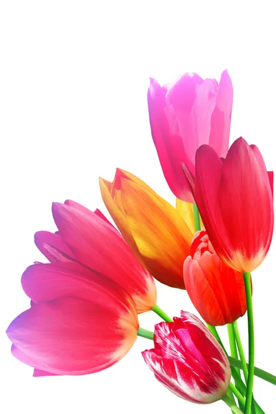 Flowers tulips flwering blossoming petals — Stock Photo, Image