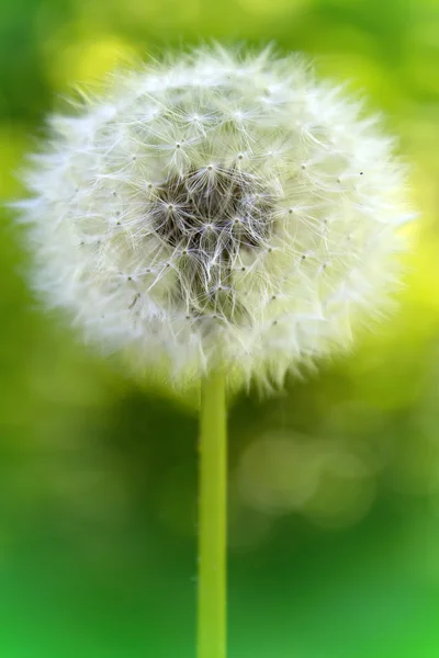 Flower Dandelion — Stock Photo, Image