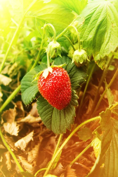 Berries wild strawberry — Stock Photo, Image